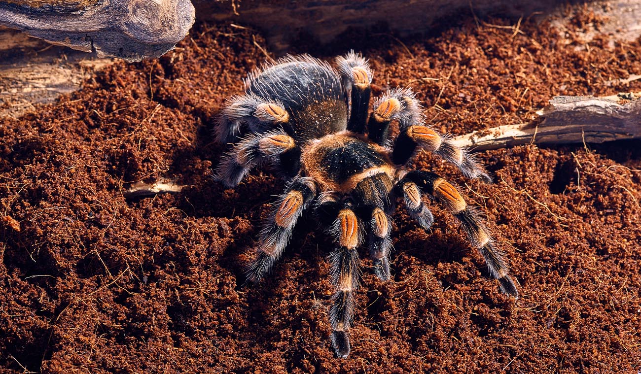 Brachypelma hamorii (Ptasznik Czerwonokolanowy)