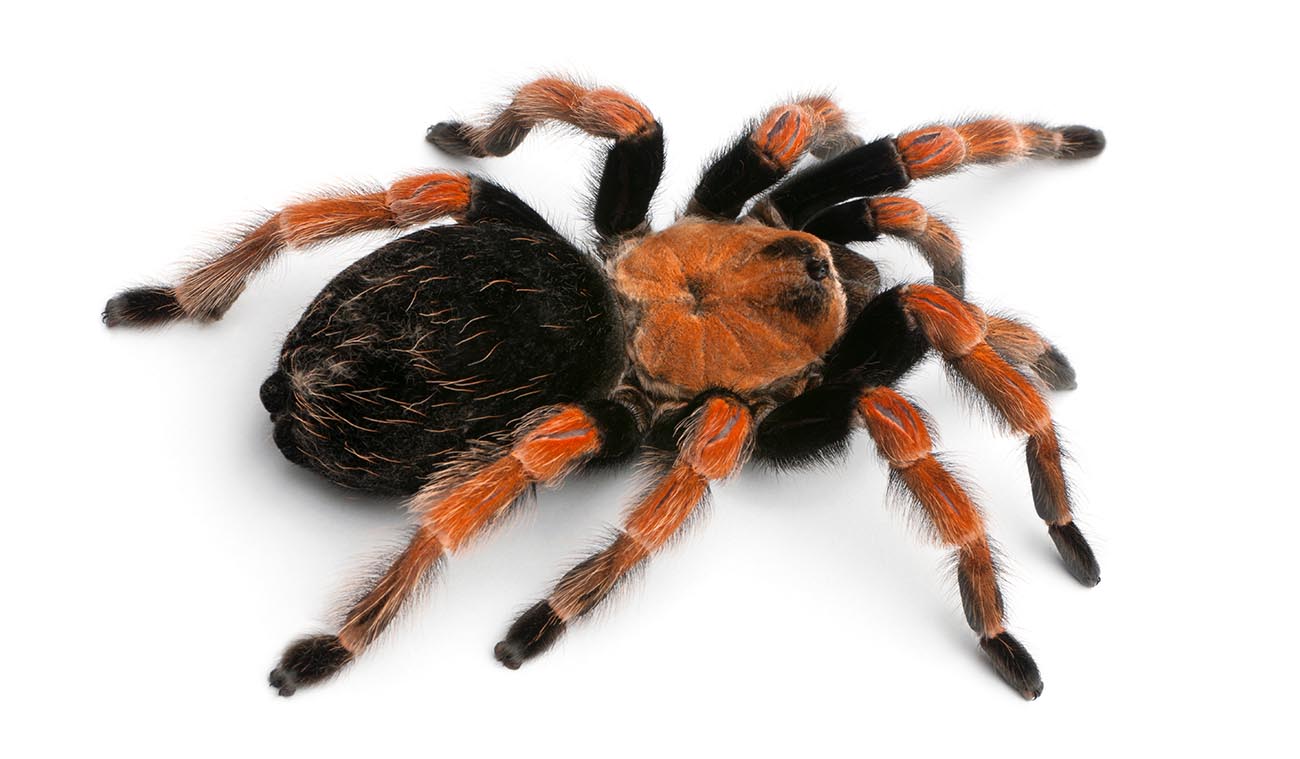Dlaczego warto wybrać Brachypelma boehmei?
