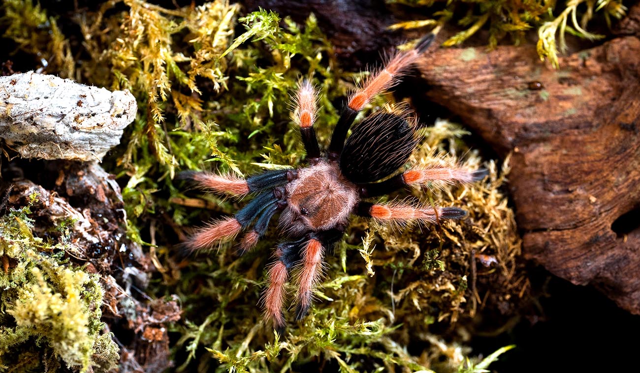 Brachypelma boehmei (Ptasznik Czerwononogi)