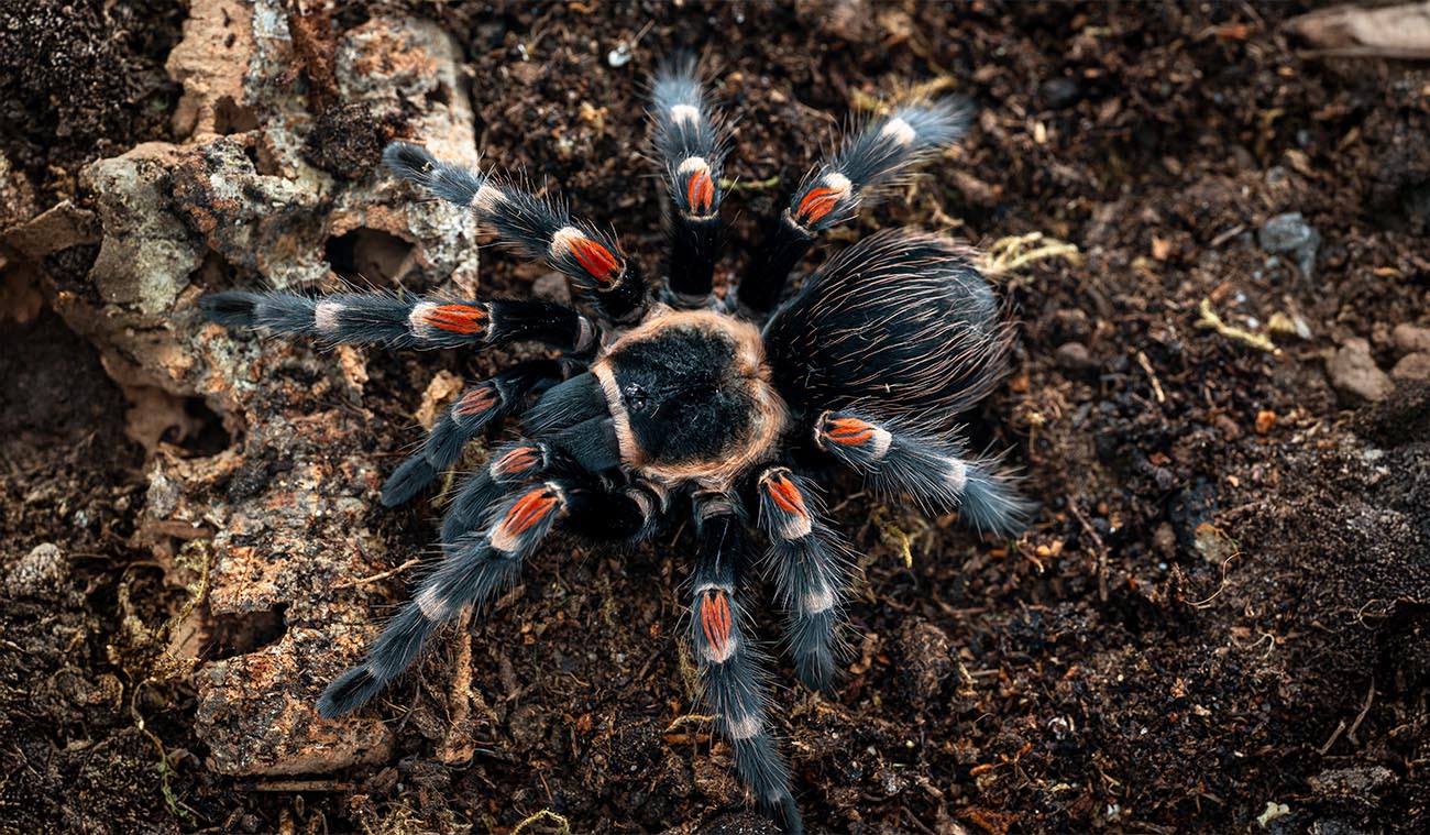 Brachypelma auratum (Ptasznik Ognisty)