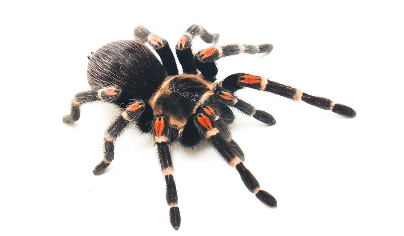 Dlaczego warto wybrać Brachypelma auratum?