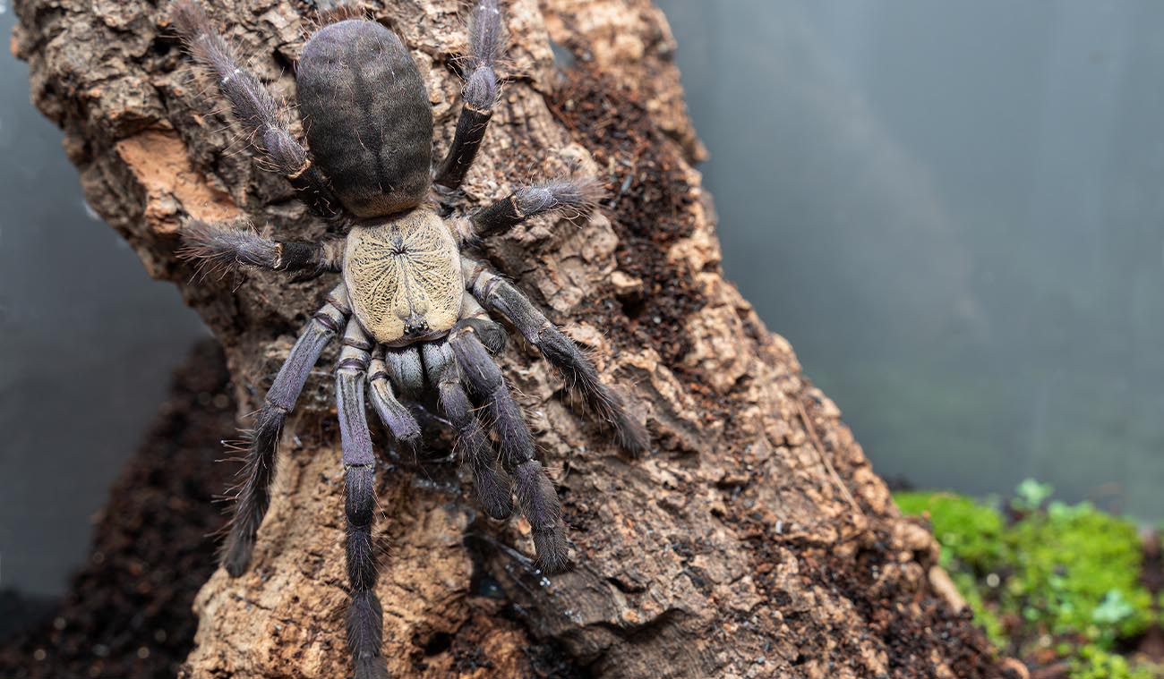 Phormingochilus (ex. Cyriopagopus) sp. Hati Hati (Purple Earth Tiger)