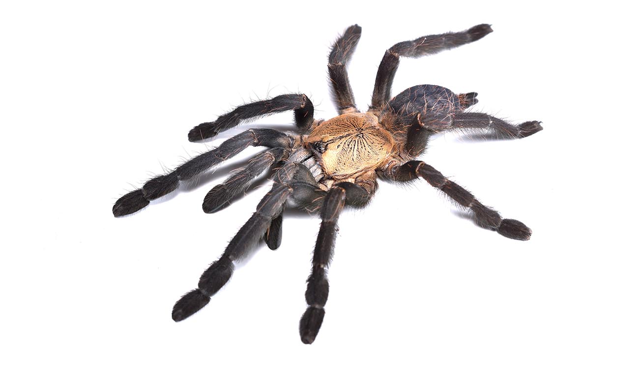 Dlaczego warto wybrać Cyriopagopus sp. Hati Hati?