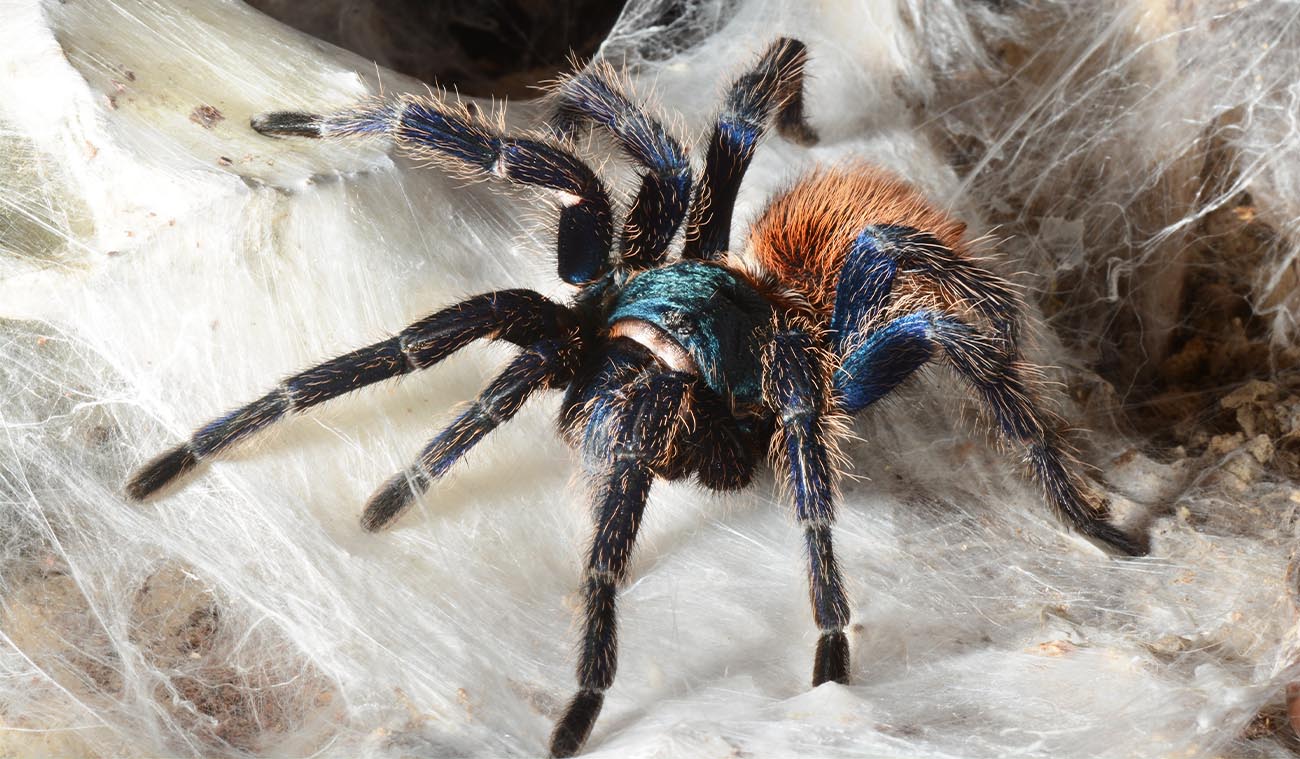 Chromatopelma cyaneopubescens (Green Bottle Blue Tarantula - GBB)