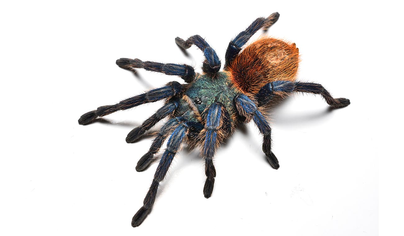 Dlaczego warto wybrać Chromatopelma cyaneopubescens?