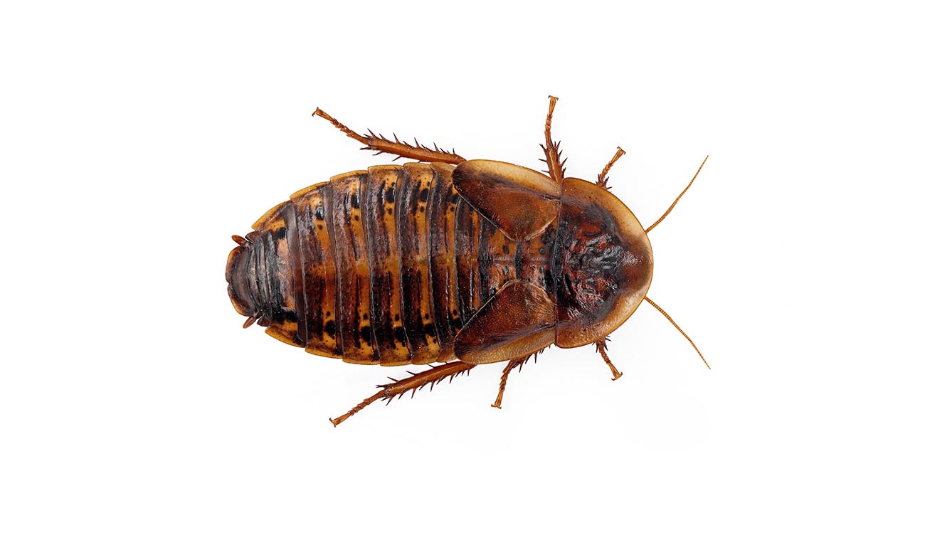 Karaczany argentyńskie (Blaptica dubia)