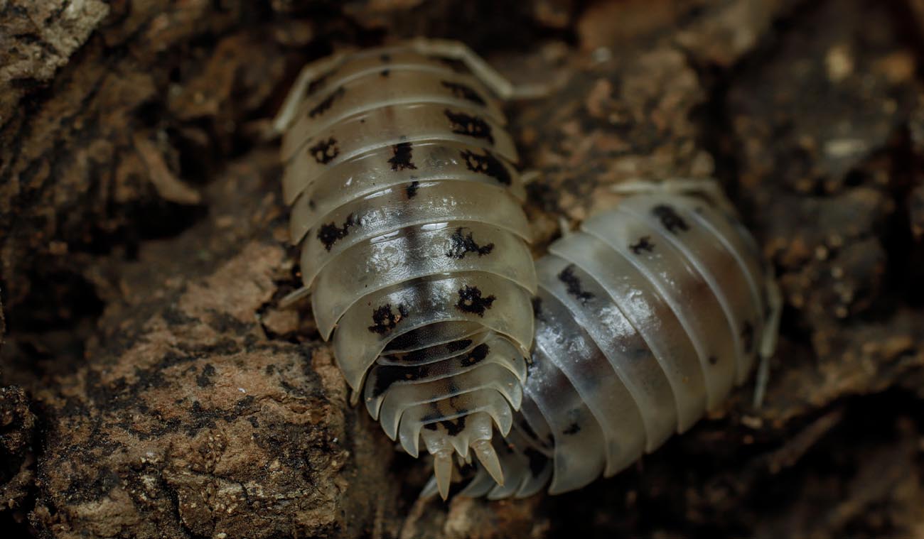 Porcellio laevis „Dairy Cow”