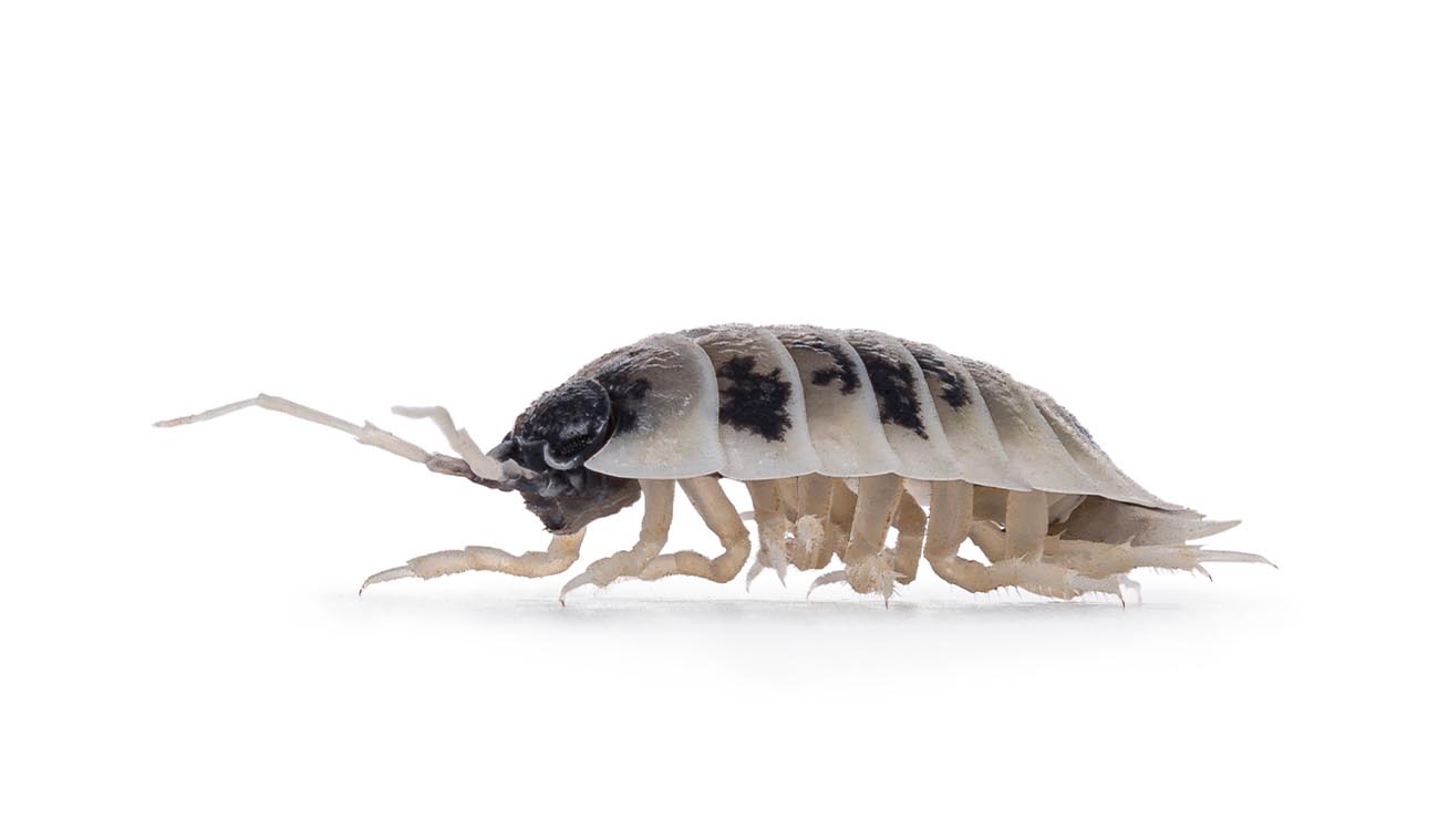 Dlaczego warto wybrać Porcellio laevis „Dairy Cow”