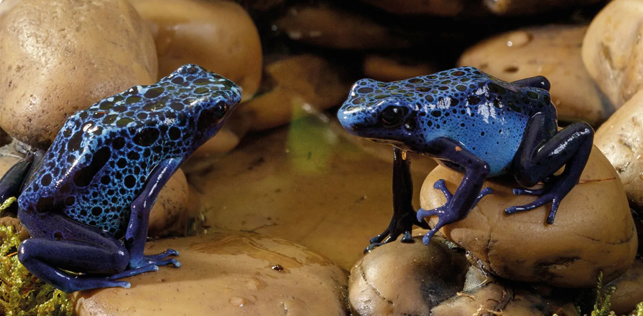 Miska dla żab i płazów "Frog Pond" L (17cm)
