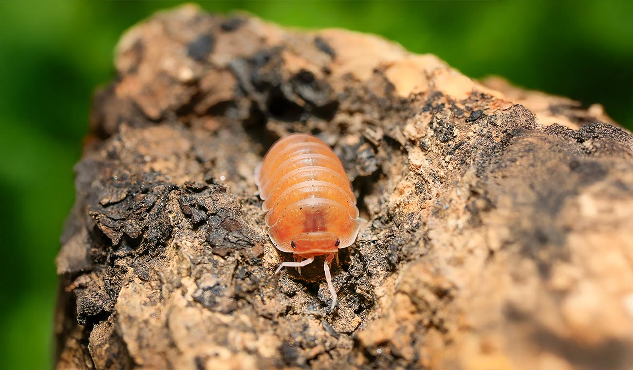 Cubaris murina Mandarin