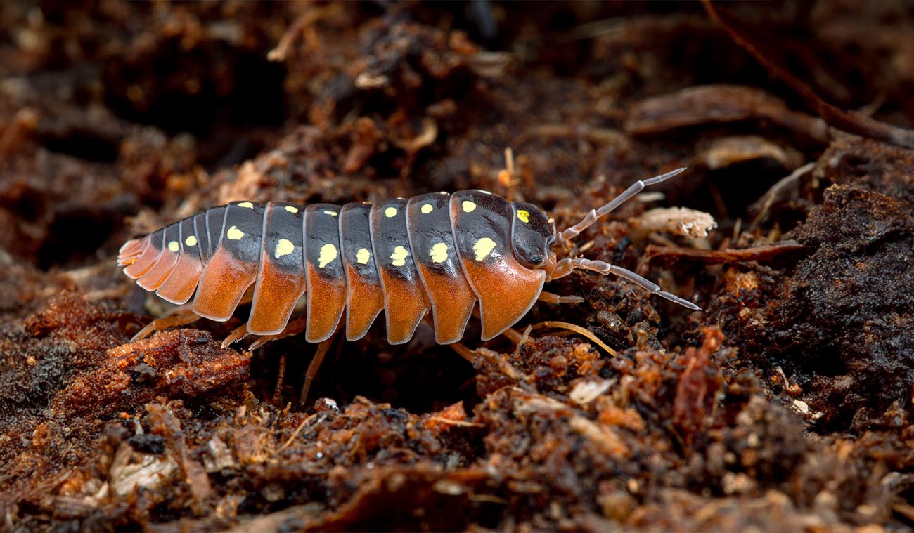 Dlaczego warto wybrać Armadillidium werneri?