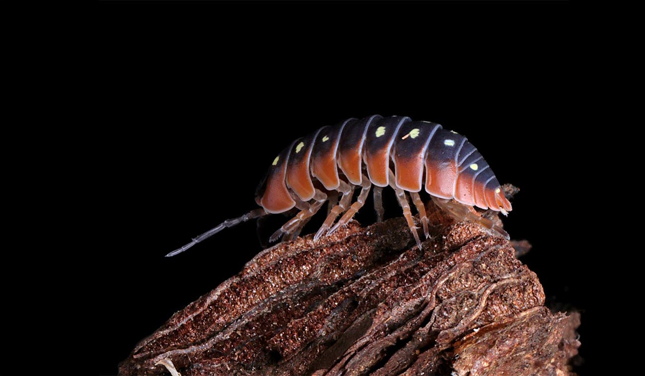 Armadillidium werneri
