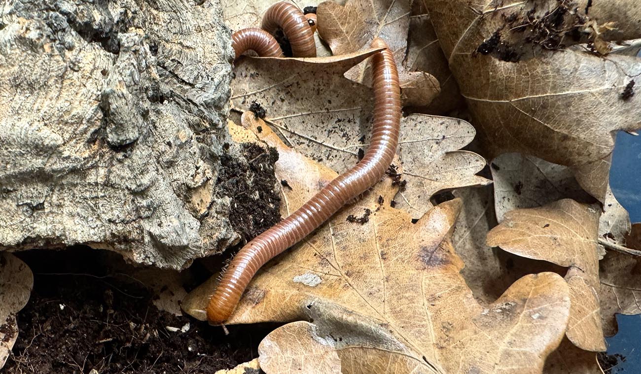 Dlaczego warto wybrać Spirostreptus sp. Tanzania?