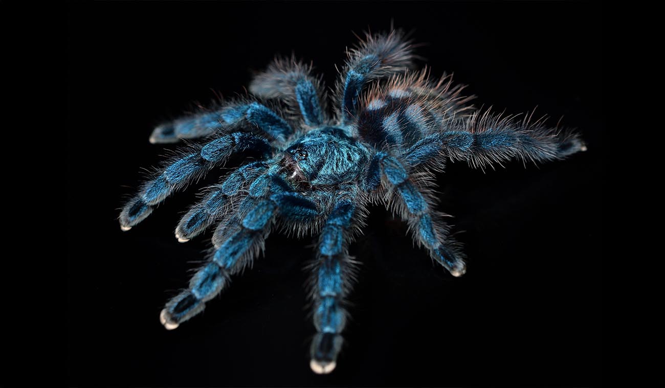 Ptasznik (Caribena versicolor)