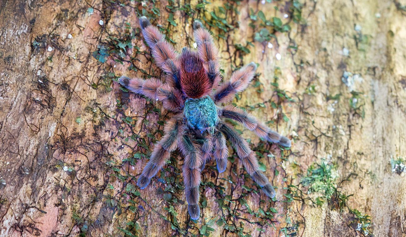 Karmienie ptasznika Caribena versicolor