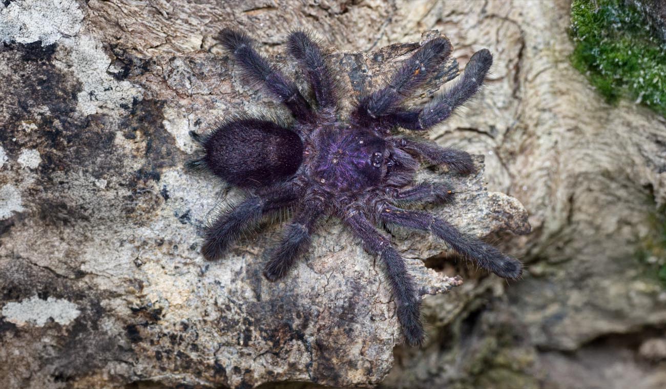 Ptasznik (Avicularia Purpurea)