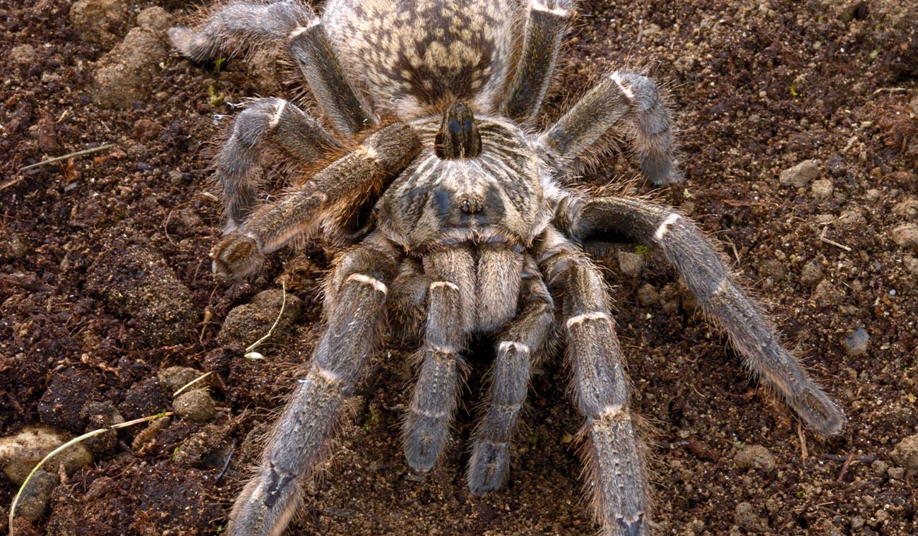 Ptasznik (Ceratogyrus marshalli)
