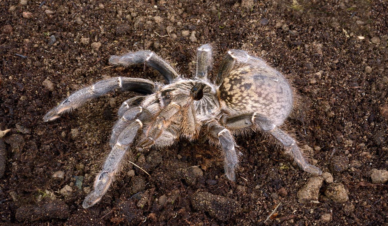 Karmienie ptasznika Ceratogyrus marshalli