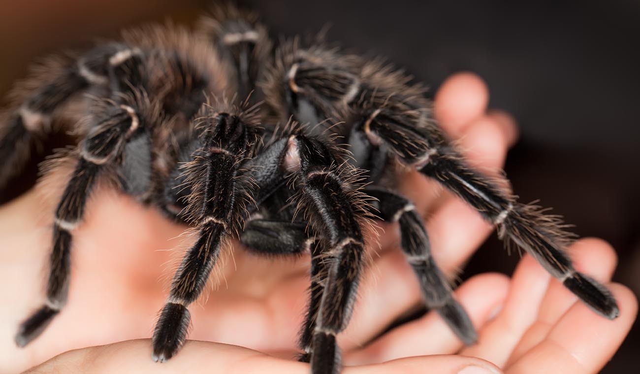 Karmienie ptasznika Lasiodora parahybana