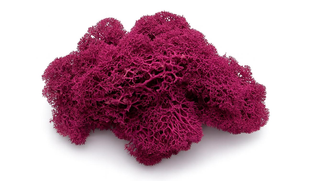 Mech chrobotek różowy (magenta)