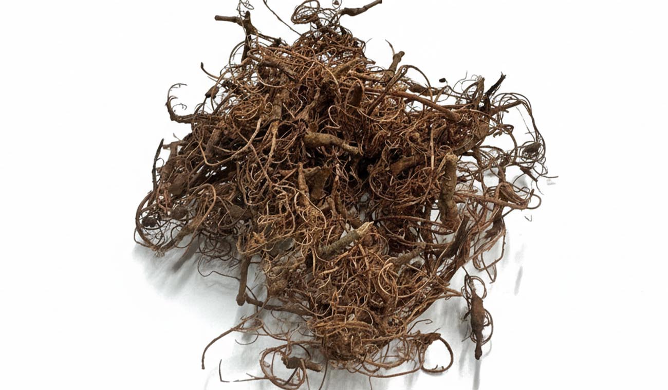 Naturalne korzonki Curly Moss