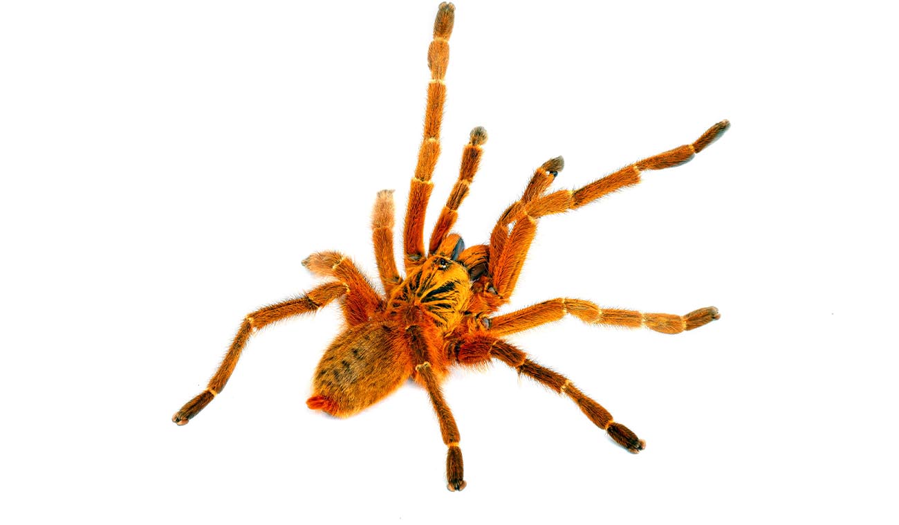 Karmienie ptasznika Pterinochilus murinus "Usambara"