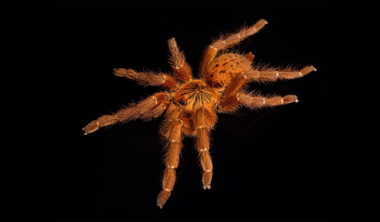 Pterinochilus murinus "Usambara" (Ptasznik Słoneczny)