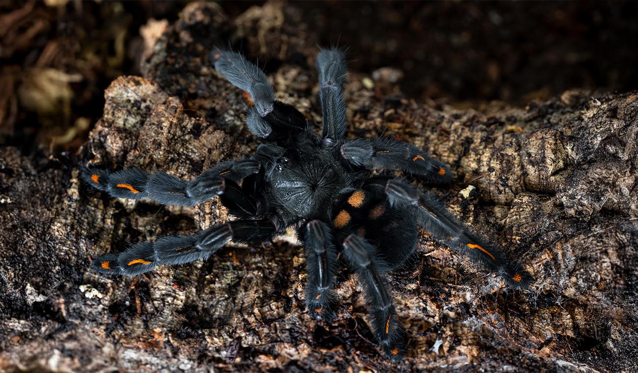 Psalmopoeus irminia (Venezuelan Suntiger / Ptasznik Wenezuelski)