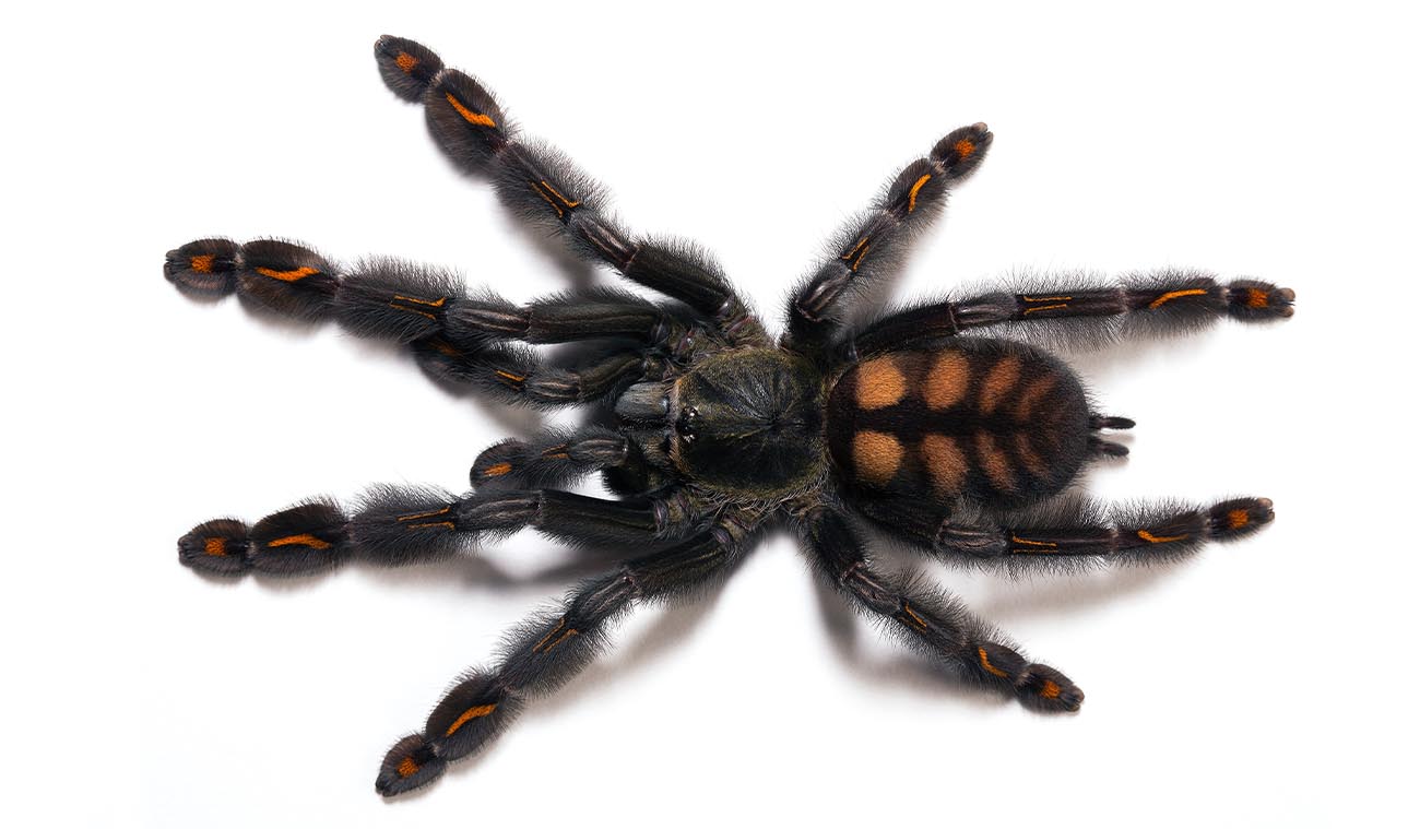 Karmienie ptasznika Psalmopoeus irminia