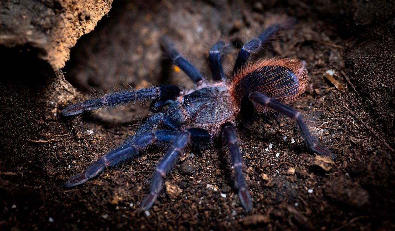 Lasiocyano sazimai (ex. Pterinopelma sazimai / Brazilian Blue)