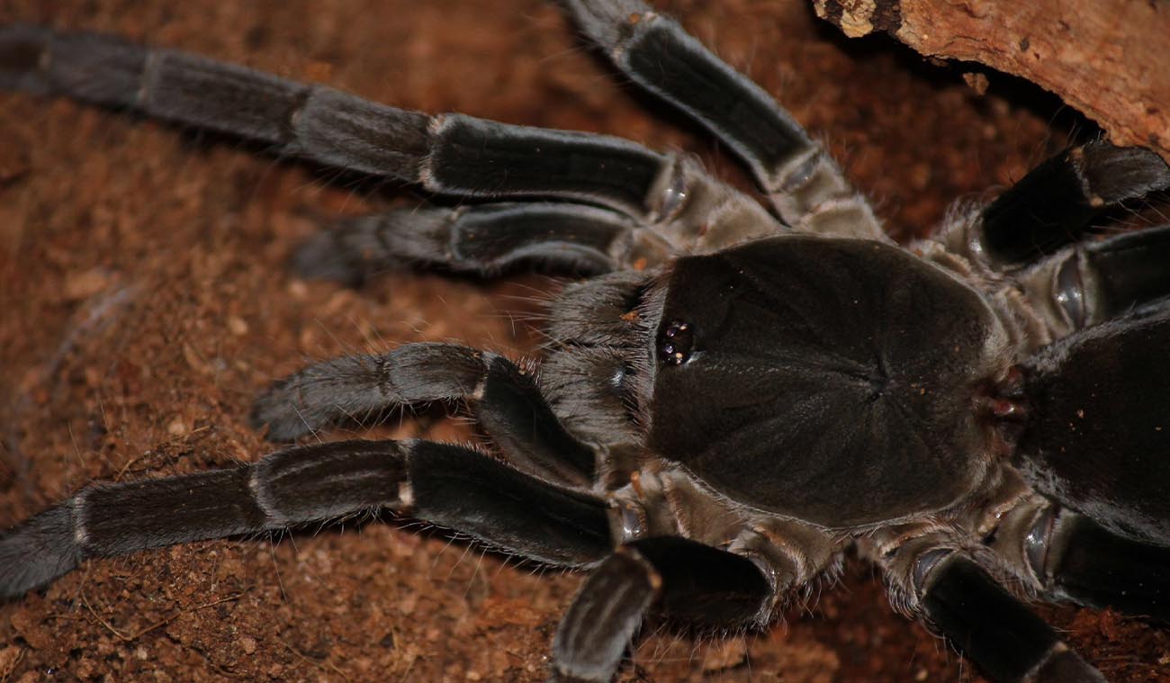 Hysterocrates gigas (Giant Baboon / Ptasznik Kameruński)