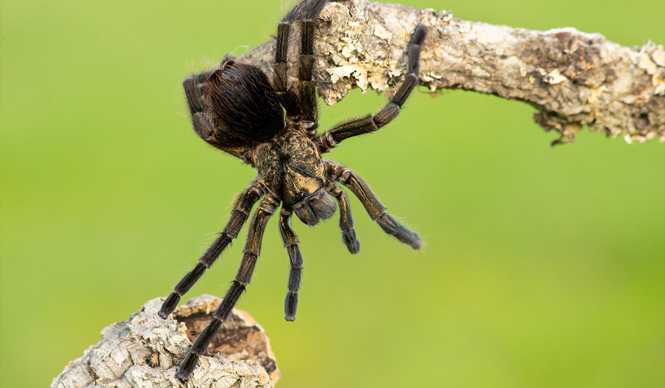 Karmienie ptasznika Phormictopus auratus