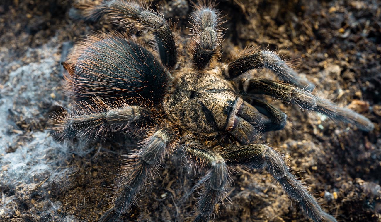 Phormictopus auratus (Cuban Bronze / Ptasznik Złocisty)