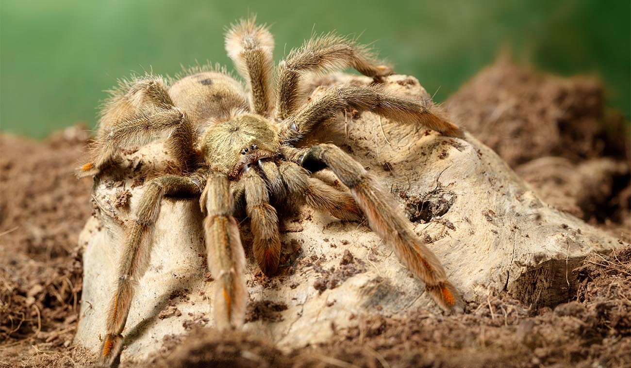 Psalmopoeus cambridgei (Trinidad Chevron / Ptasznik Trynidadzki)