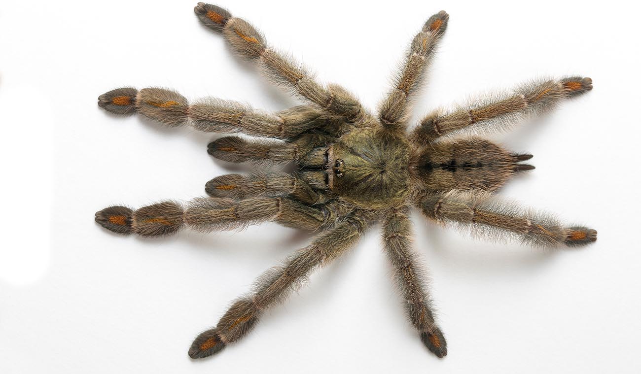 Karmienie ptasznika Psalmopoeus cambridgei