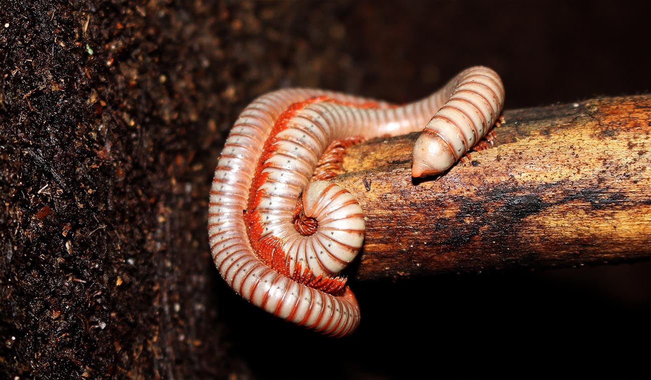 Wygląd i zachowanie Spirobolus caudulanus