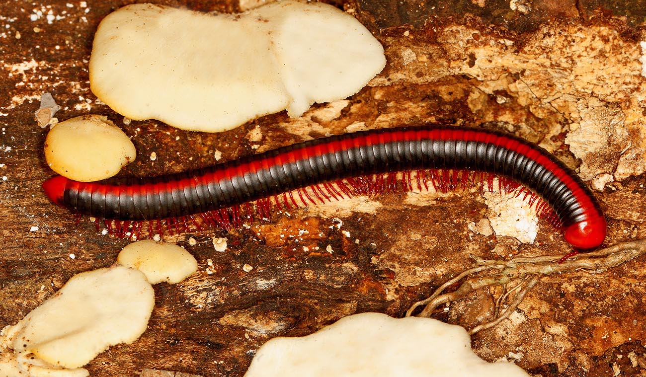 Wygląd i zachowanie Xenobolus carnifex