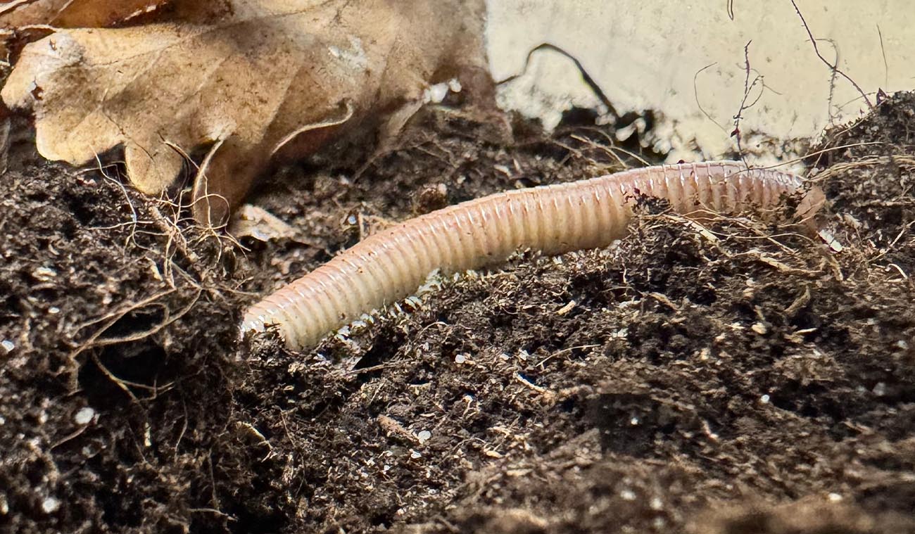 Chicobolus spinigerus Ivory