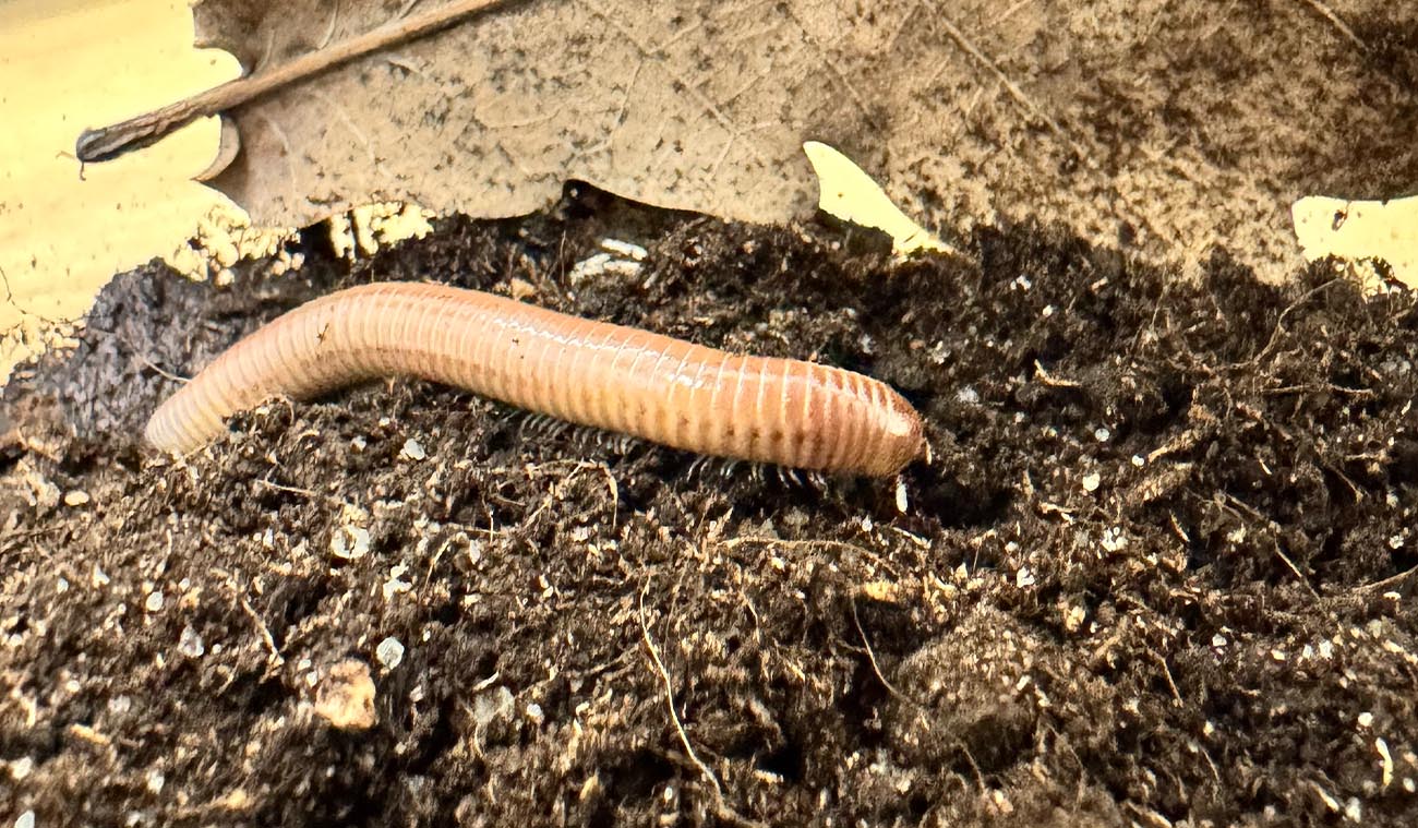 Wygląd i zachowanie Chicobolus spinigerus Ivory