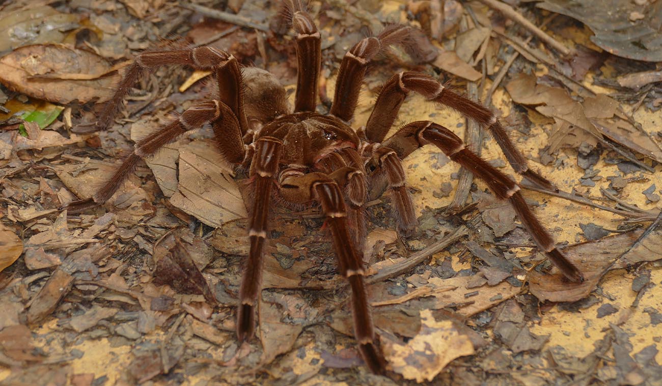 Karmienie ptasznika Theraphosa blondi