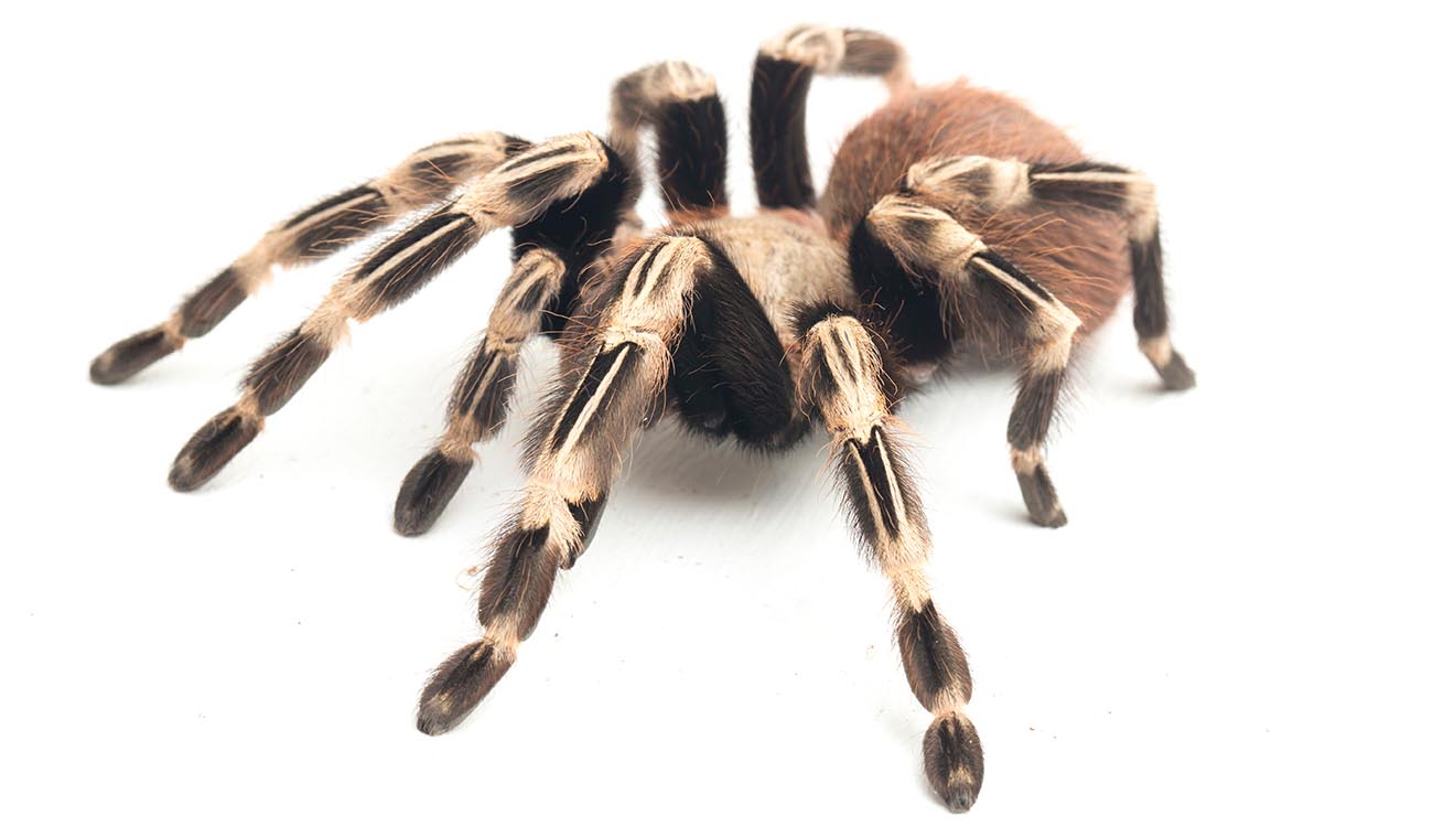 Vitalius chromatus (ex. Nhandu chromatus / Ptasznik Białoczerwony)
