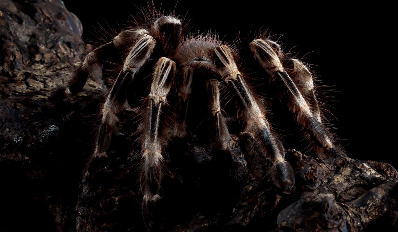 Karmienie ptasznika Vitalius chromatus