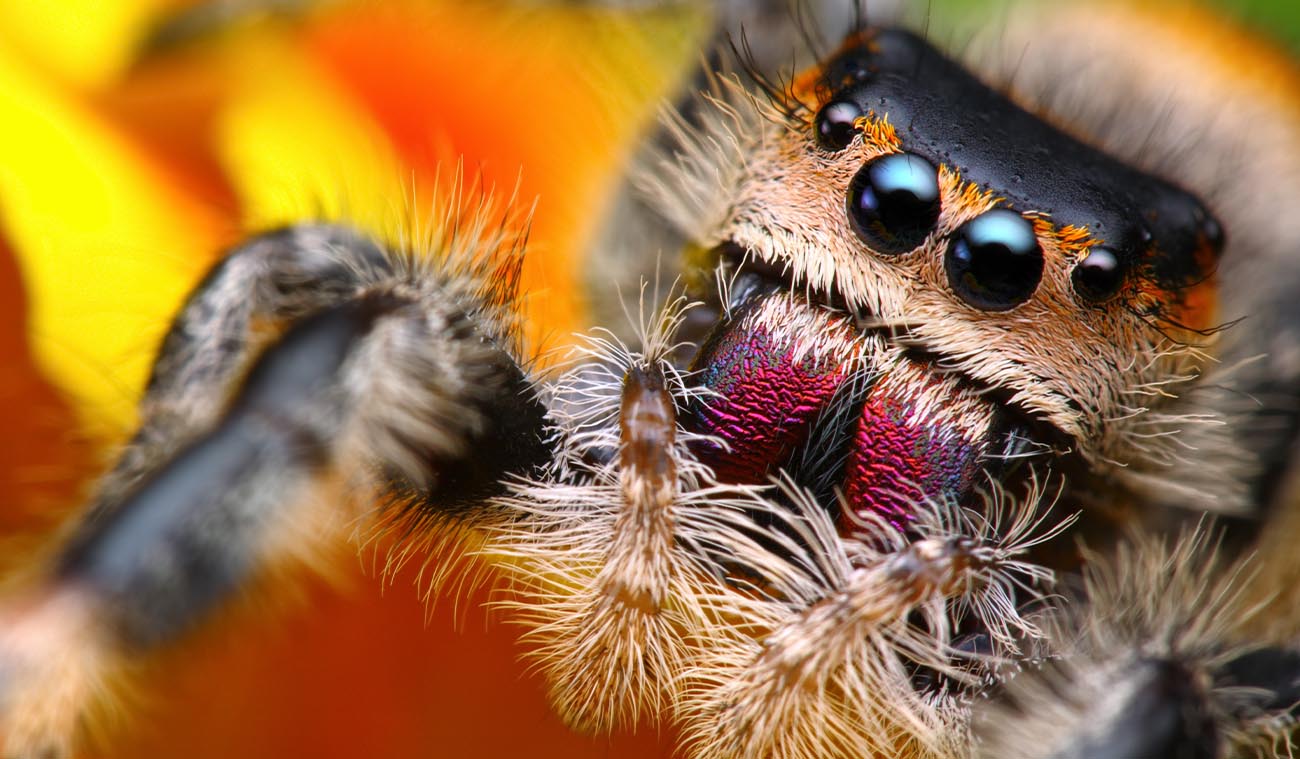 Skakun Phidippus regius Everglades