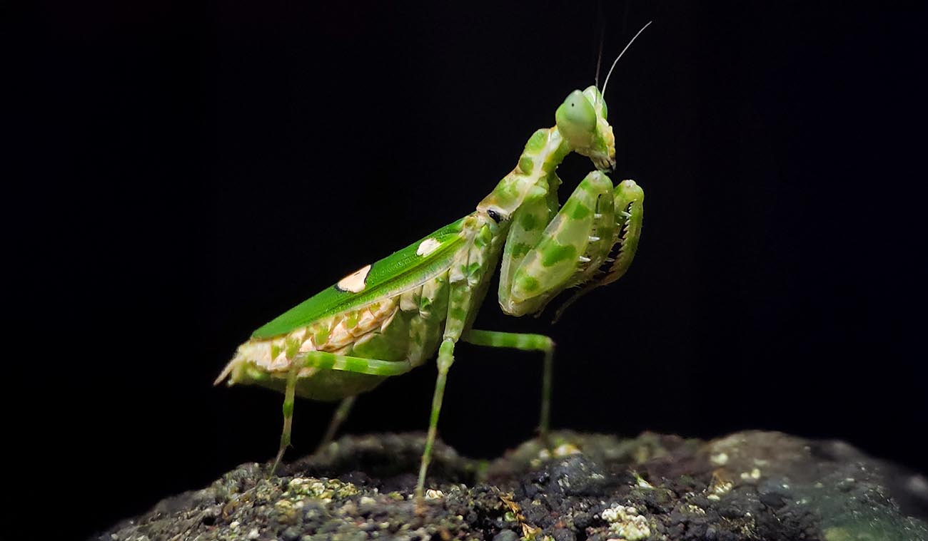 Ciekawostki na temat Creobroter gemmatus
