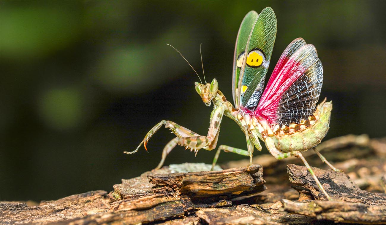 Modliszka Creobroter gemmatus