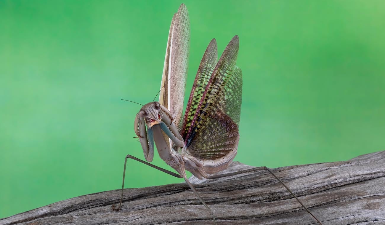 Ciekawostki – Tenodera sinensis
