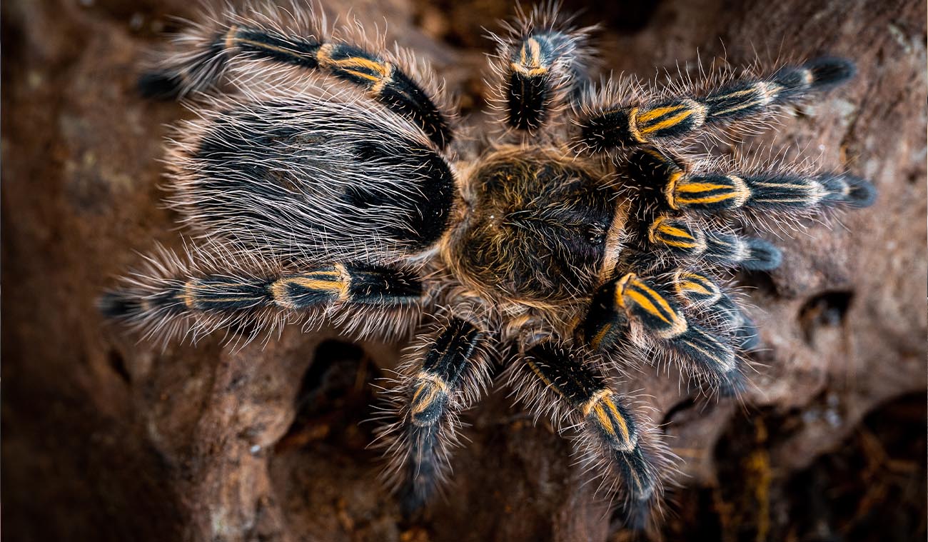 Grammostola pulchripes (Chaco Golden Knee)