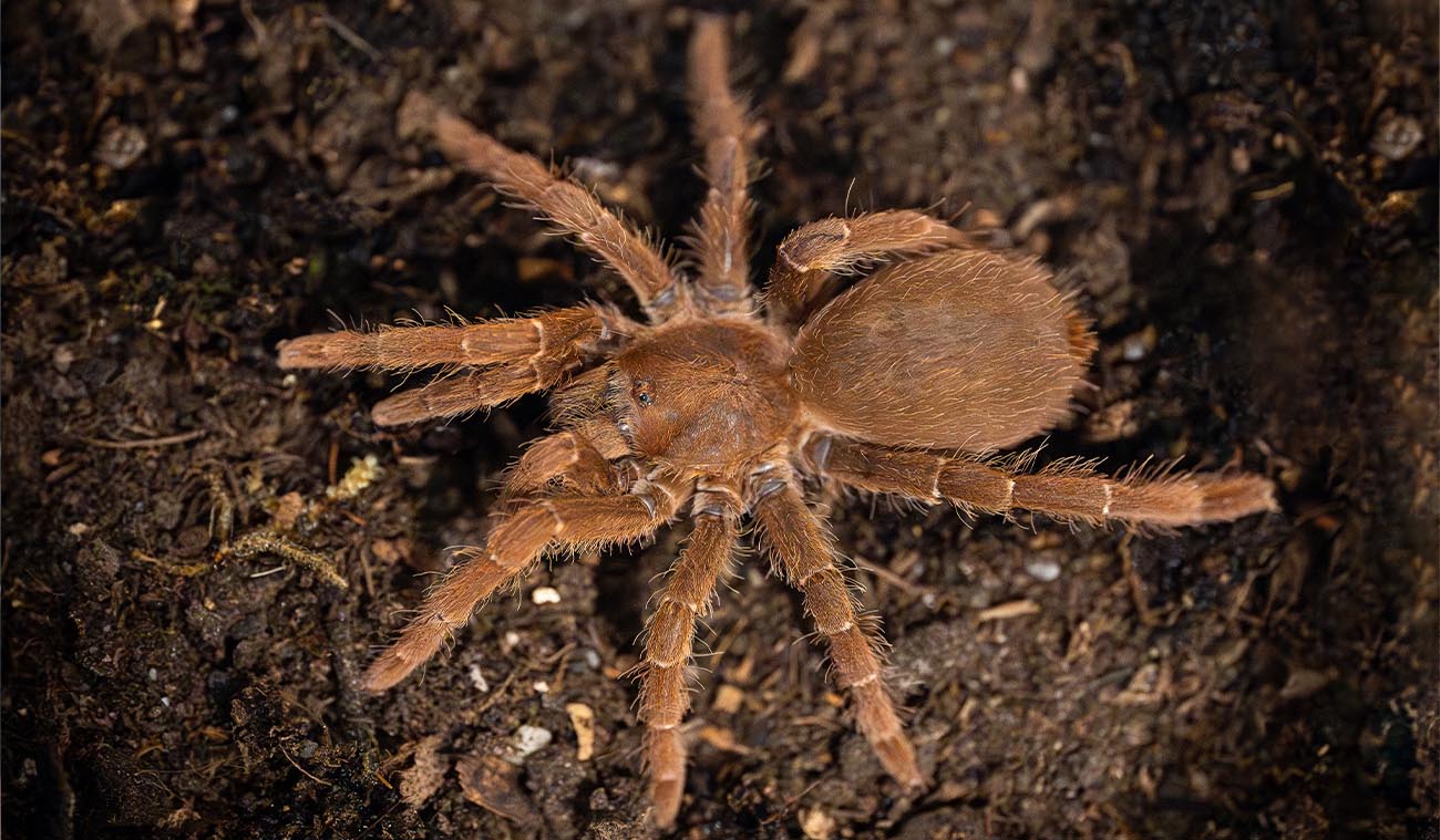Pelinobius muticus (King Baboon)