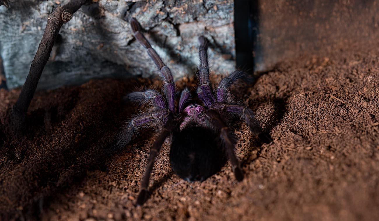 Phormictopus sp. dominican purple (Dominican Purple)