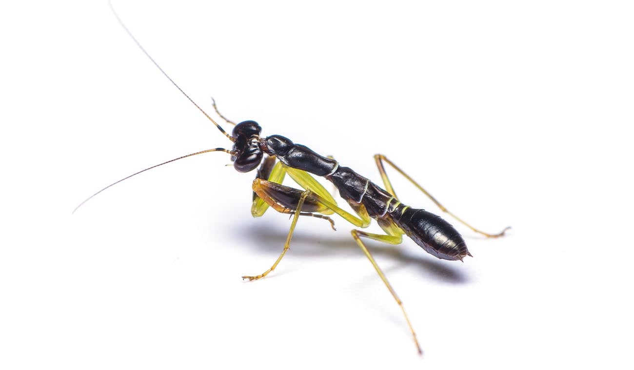 Hodowla Odontomantis planiceps